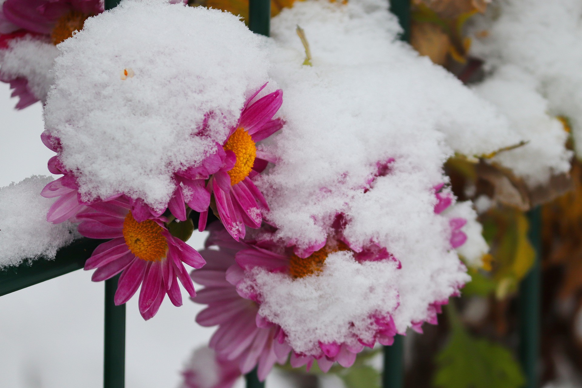 Snow blossom. Цветение снега. Цветы в снегу. Январские цветы. Астры в снегу.