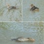 Pozostałe, PARK  ZDROJOWY  W  SOLCU - Park - Fauna