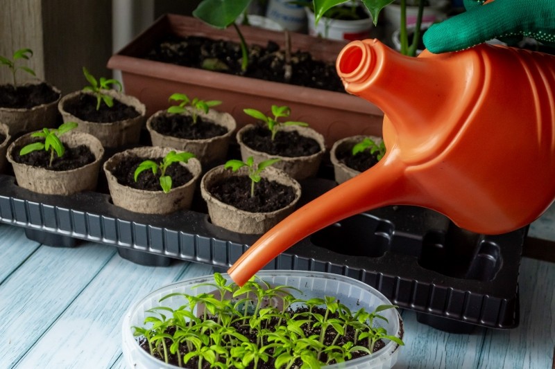 co zrobić, żeby nasiona kiełkowały