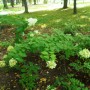 Leśne klimaty, UROKI  PARKU  DOLNEGO W  SZCZAWNICY - PARK