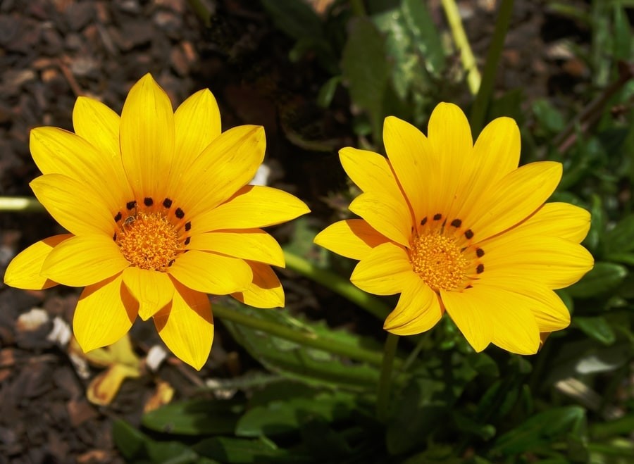 Balkon, Najpiękniejsze kwiaty na balkony i tarasy - Gazania lśniąca

Fot. Pixabay.com