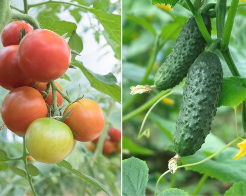 Co uprawiać po ogórkach i pomidorach? Ważne zasady, których nie wolno łamać