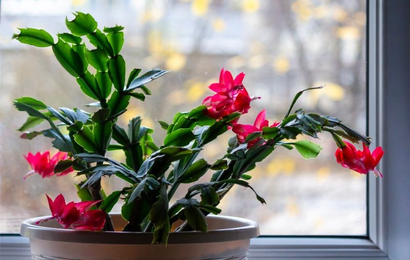 Co zrobić, żeby grudnik zakwitł?