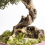 Gabinet, Sztuczne drzewko bonsai zokei - drzewko szczęścia