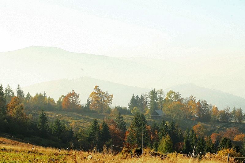 Pozostałe, Góralskie lasy