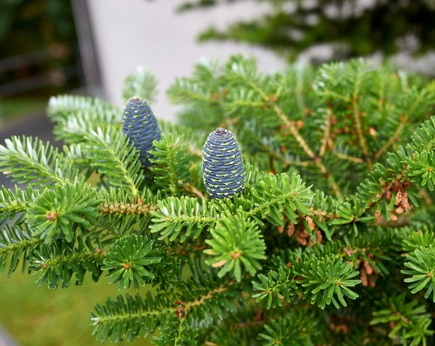 Jodła balsamiczna (Abies balsamea)