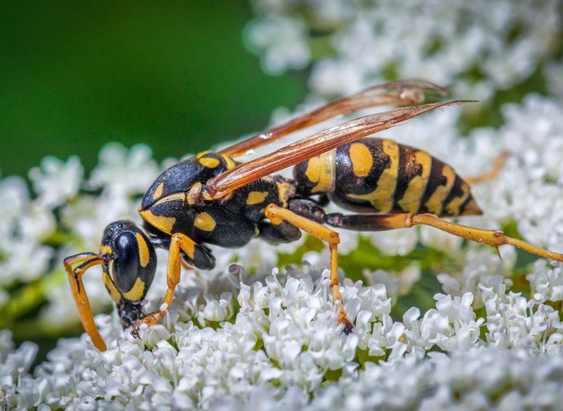 Trzeba się dobrze przyjrzeć, aby zobaczyć, czym różni się klecanka od zwykłej osy.