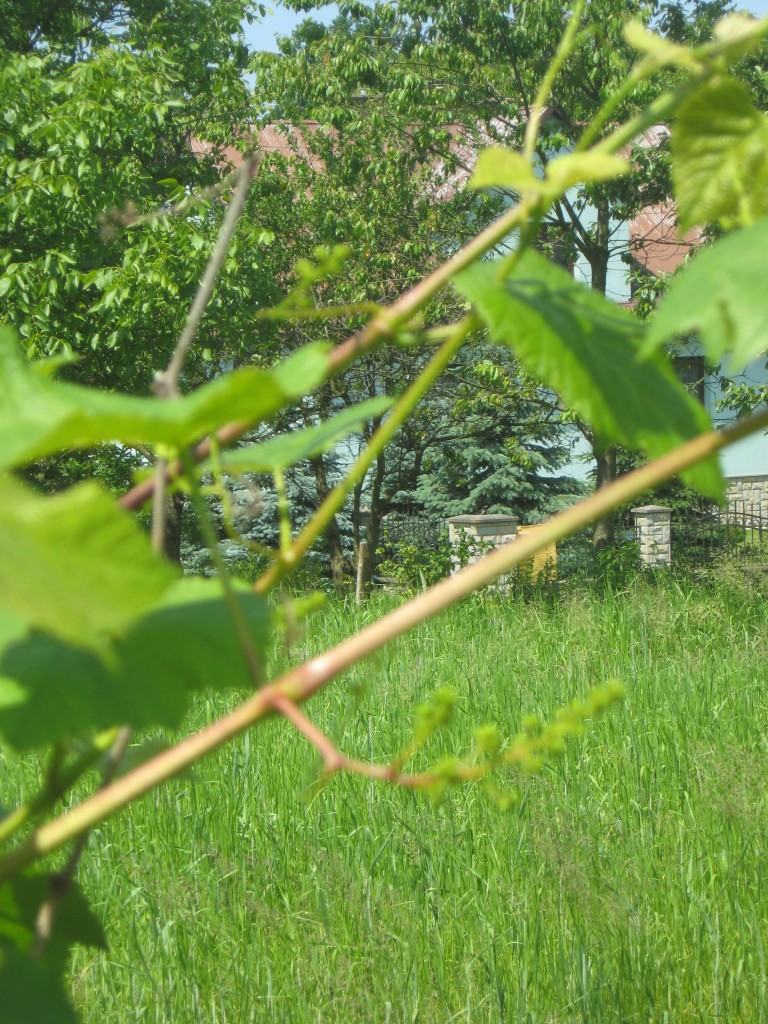 Pozostałe, Działkowe przyjemności i nie tylko...