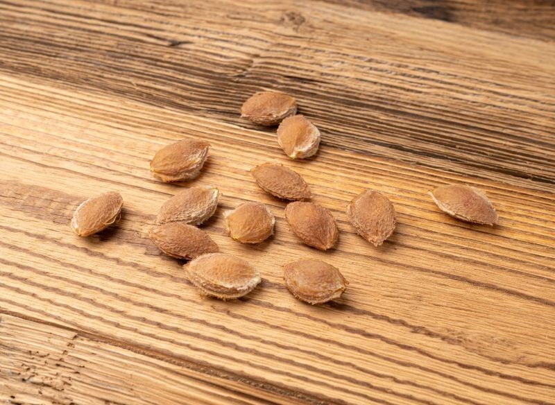 O śliwę uprawianą z pestki trzeba zadbać, aby szybko się przyjęła w gruncie.