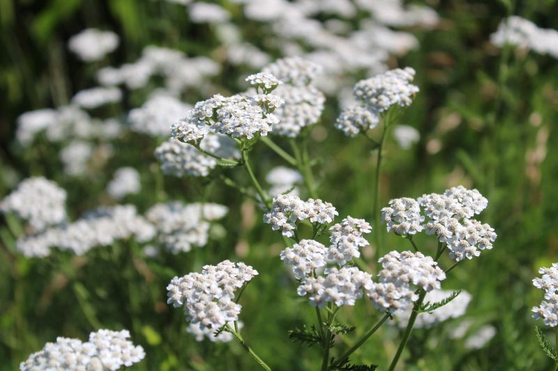 Jak rozpoznać krwawnik pospolity? Po białych lub różowych kwiatostanach w kształcie baldachów, pierzastych liściach i sztywnych, wzniesionych łodygach. 