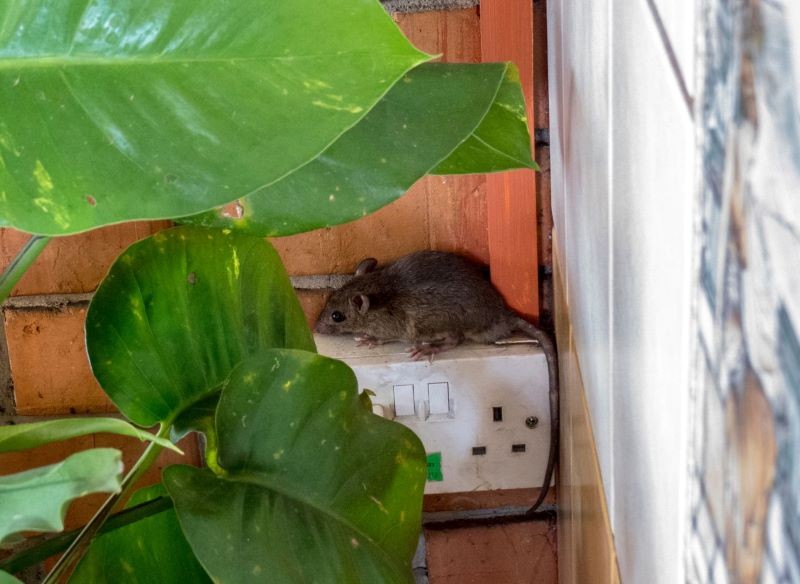 Szczury potrafią spowodować wiele zniszczeń w domu.