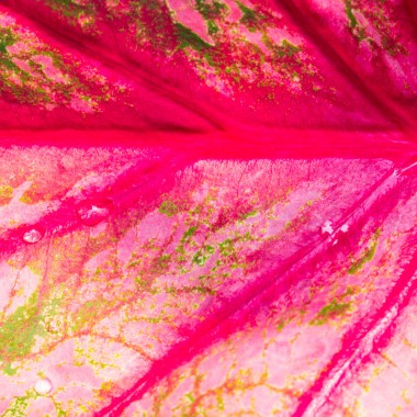 Dieffenbachia.
Fot. 123/RF