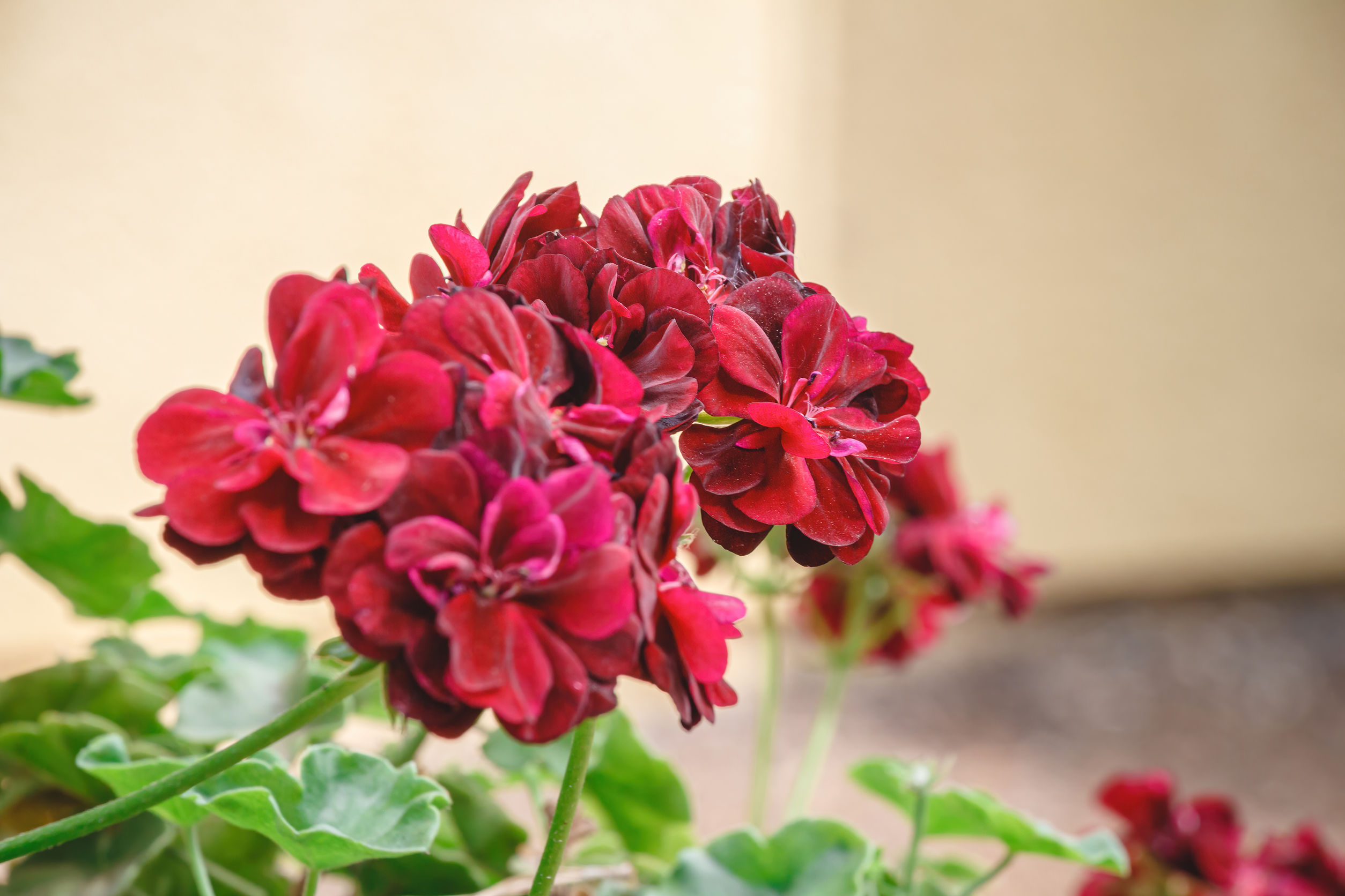 Pelargonie po lecie jesienna pielęgnacja i rozmnażanie pelargonii
