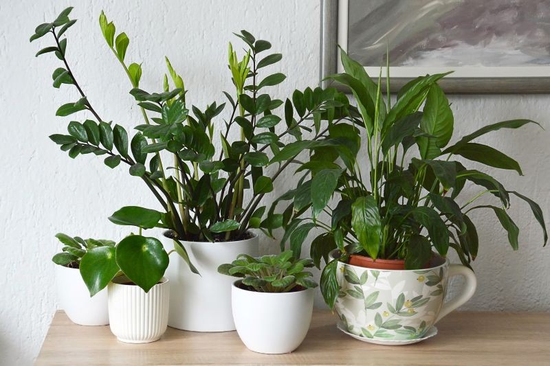 Jak stosować skrobię do roślin doniczkowych? 