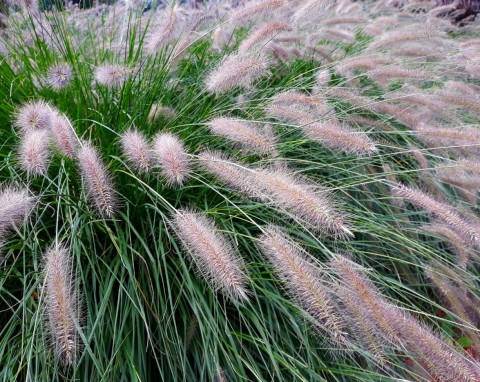 Rozplenica japońska (Pennisetum alopecuroides)