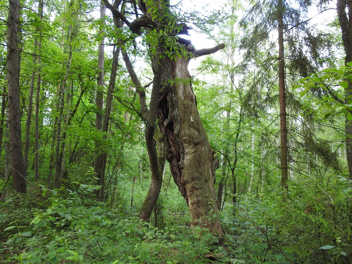 Leśne klimaty, Tak się w lesie dzień zaczyna...