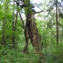 Leśne klimaty, Tak się w lesie dzień zaczyna...