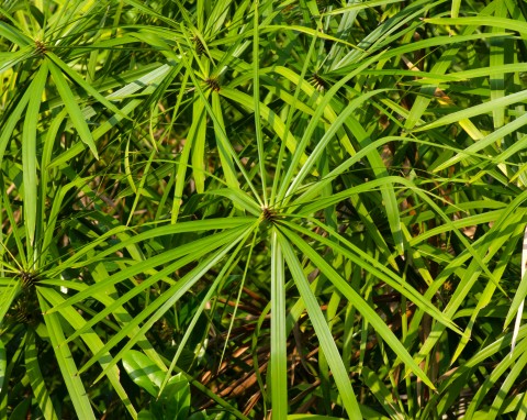 Rośliny doniczkowe, które lubią mokre podłoże: Papirus