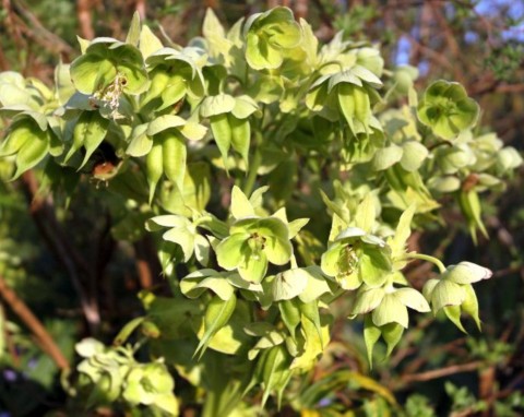Najłatwiejszy w uprawie ciemiernik. Odpychający tylko z nazwy, kwitnie od lutego