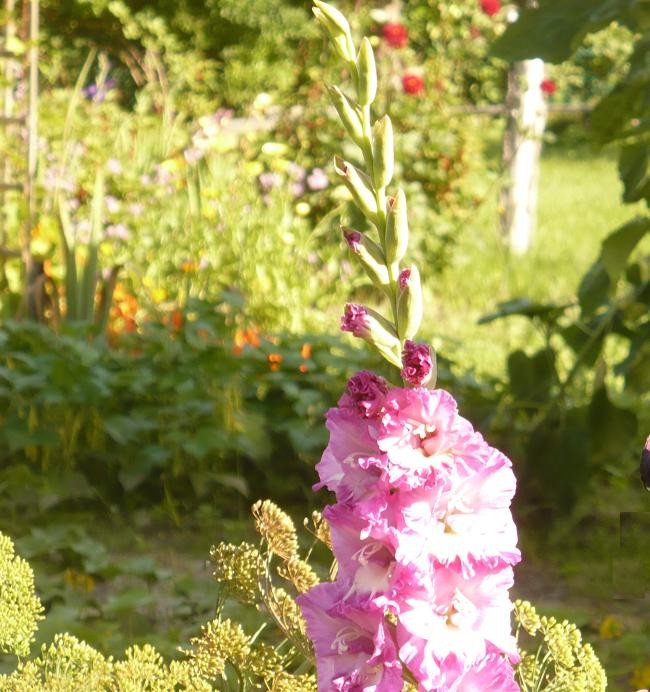 Pozostałe, Gladiole............i pałacowe fotki......... - .............i gladiola różowa...........