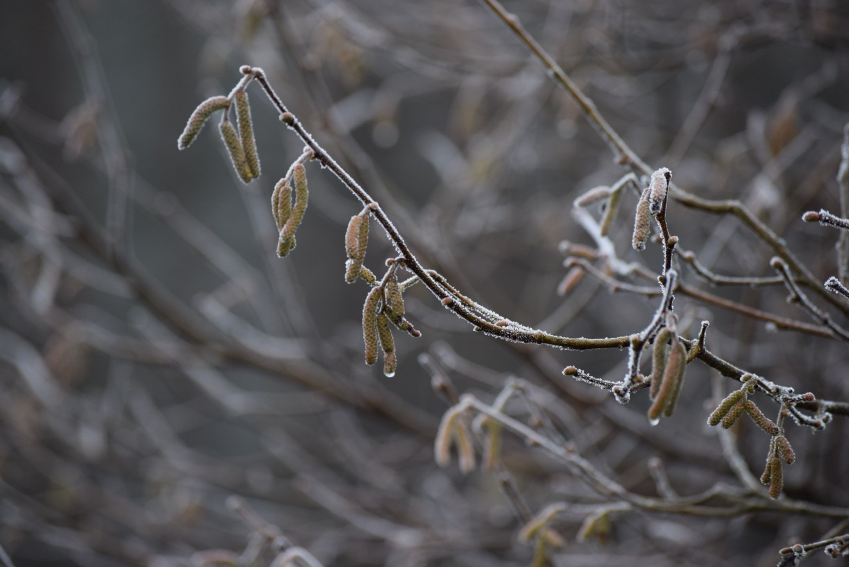 Leśne klimaty, WINTER ART ...