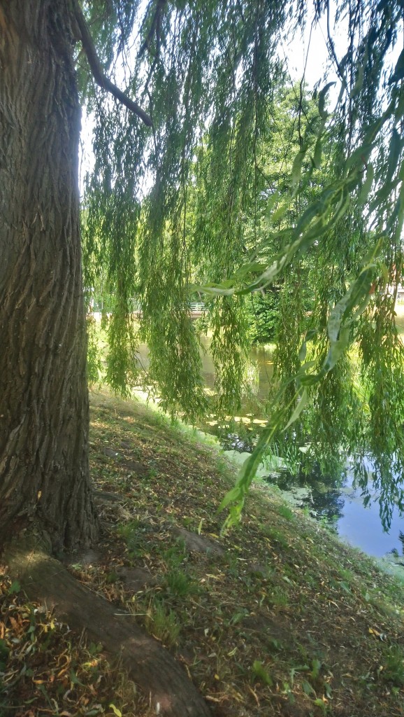 Rośliny, Wrześniowa .........jeszcze letnia galeria..... - .................i staw....................