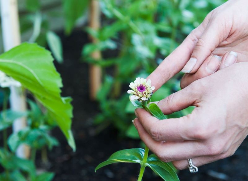 Uszczykiwanie młodych cynii skłania je do bardziej intensywnego kwitnienia.