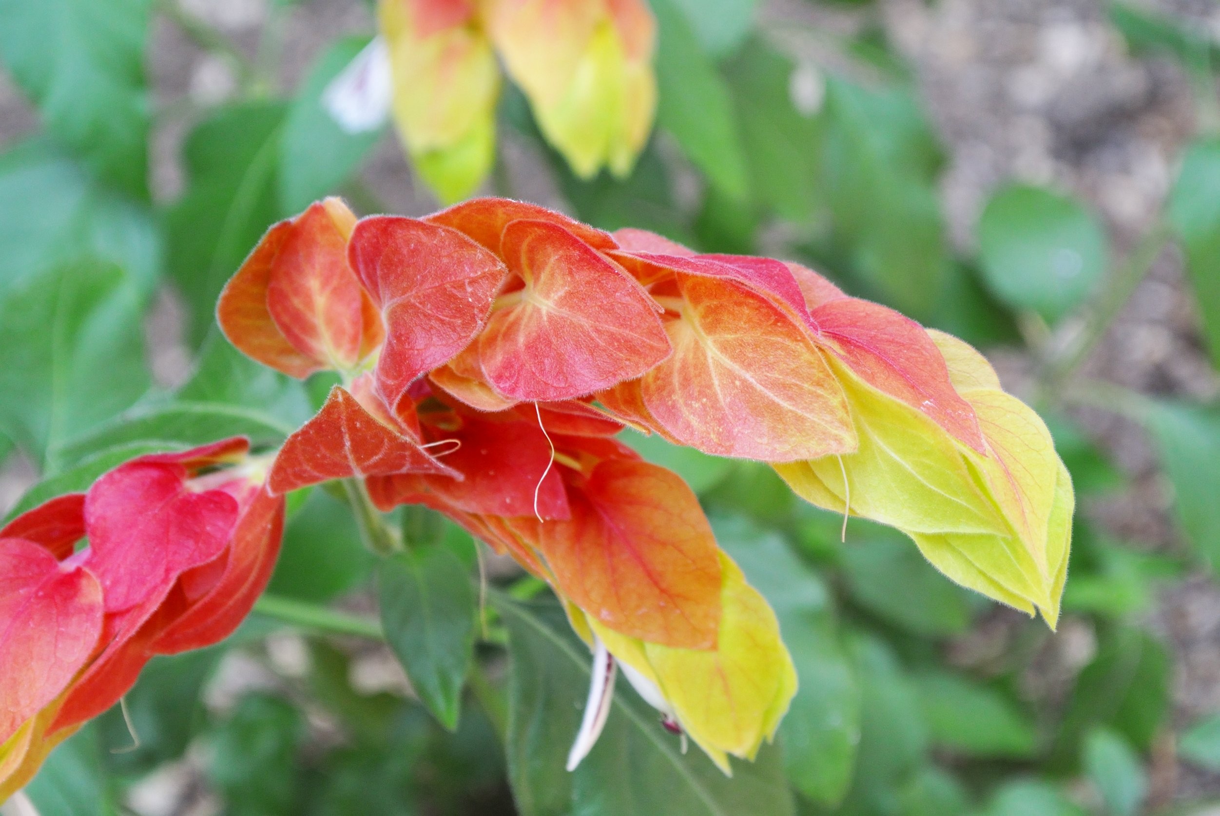 Strzałkowiec grzechotkowy