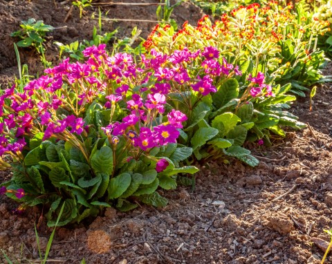 Ogród pełen kwiatów. Jak dbać o prymulki, żeby kwitły jak najdłużej?