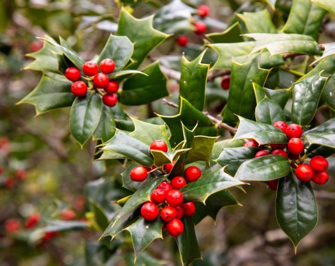 Ostrokrzew kolczasty (Ilex aquifolium)