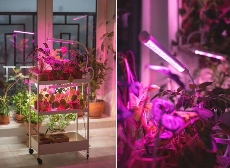 czego potrzebują rośliny doniczkowe w zimie