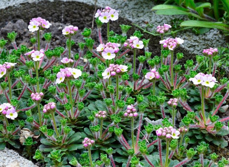 Wiosną naradki obsypują się kwiatami.