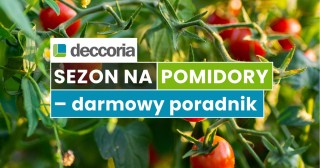 Czas na pomidory