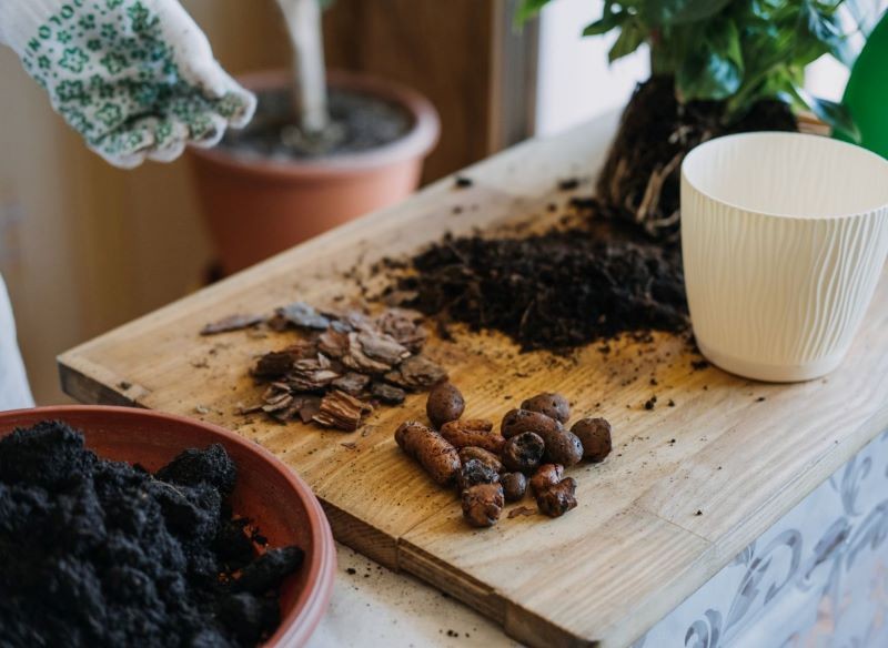 Podczas przesadzania rośliny doniczkowej pamiętajmy o warstwie drenażowej.