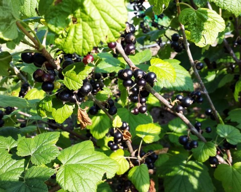 Co zrobić, żeby porzeczki miały więcej owoców? Ten naturalny nawóz stosuj od początku sezonu