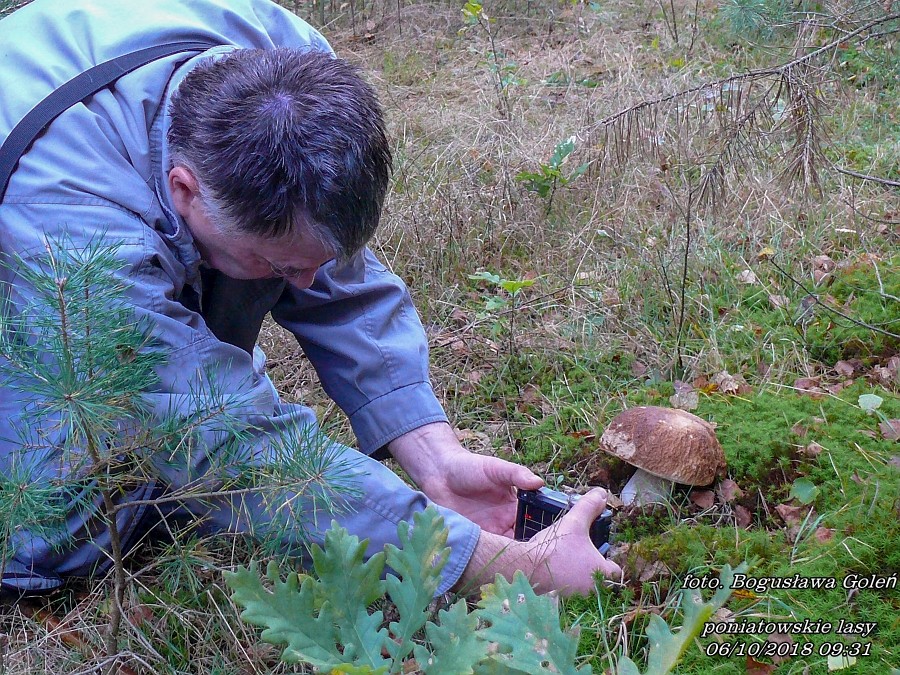 Leśne klimaty, Poniatowa grzyby - Poniatowa grzyby - foto.Krzysztof Goleń