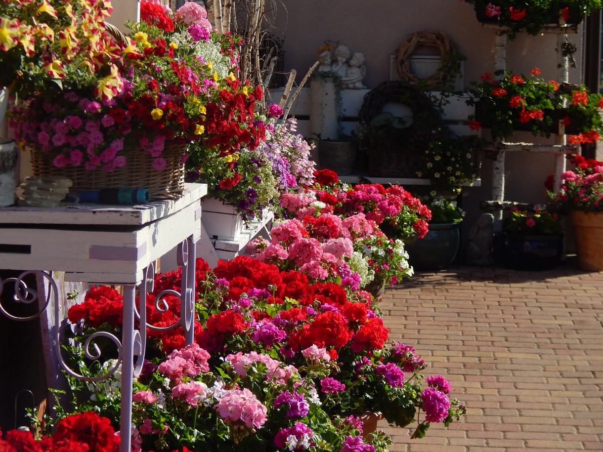 Ogród, FLOWER POWER :)