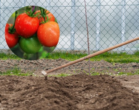 Nawożenie gipsem gleby pod uprawę pomidorów. Ogrodnik tłumaczy, jak to zrobić dobrze