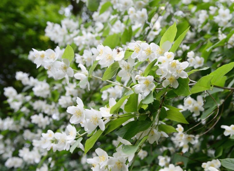 Cięcie sprawi, że jaśminowiec wonny bujnie zakwitnie.