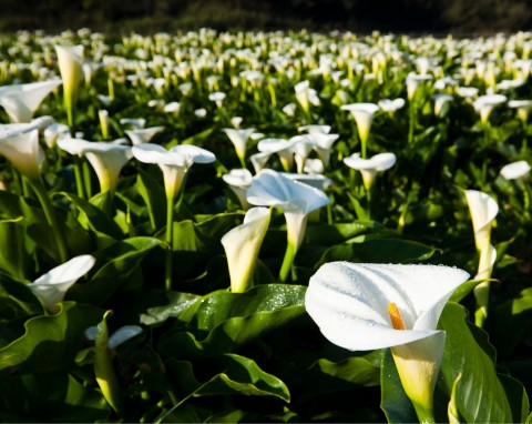 Cantedeskia etiopska (Zantedeschia aethiopica)