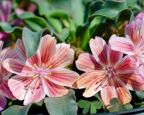 Piękniejsza od pelargonii, ozdobi każdy ogród i balkon. Lewizja – gatunki, uprawa i zastosowanie