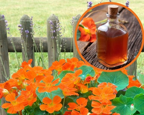 Pospolity kwiat ogrodowy to prawdziwa skarbnica witamin. Jak zrobić ocet z nasturcji?