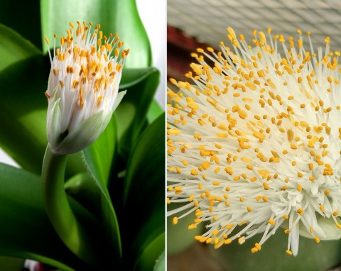 Krasnokwiat białokwiatowy – zapomniany kwiat dla leniwych. Uprawa, pielęgnacja, rozmnażanie jęzora teściowej