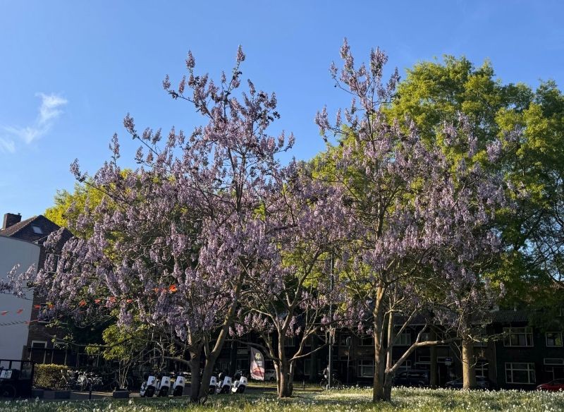 Paulownia omszona nazywana jest również cesarskim drzewkiem.
