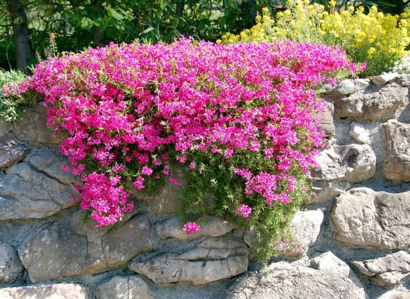 Skalniak to idealne miejsce dla skalnicy Arendsa.