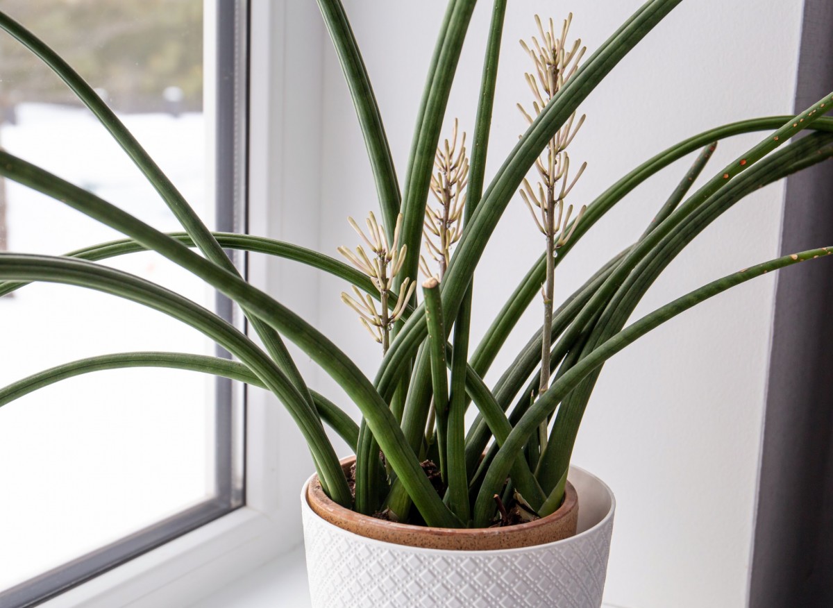 Sansewiera cylindryczna