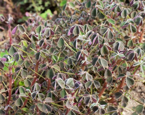 Szczawik bulwiasty (Oxalis tuberosa)