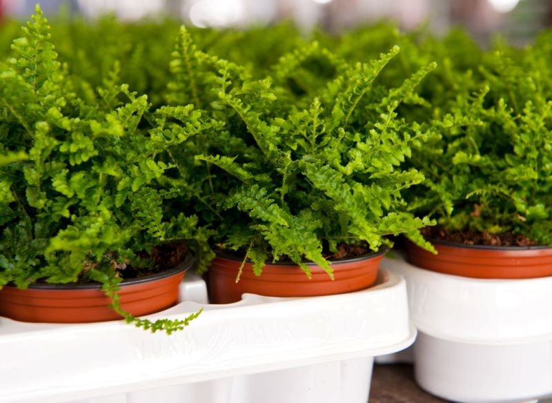 Zakupione rośliny trzeba przesadzić do nowego podłoża.