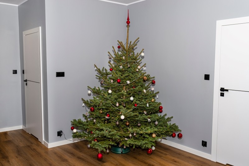 choinka cięta czy w doniczce