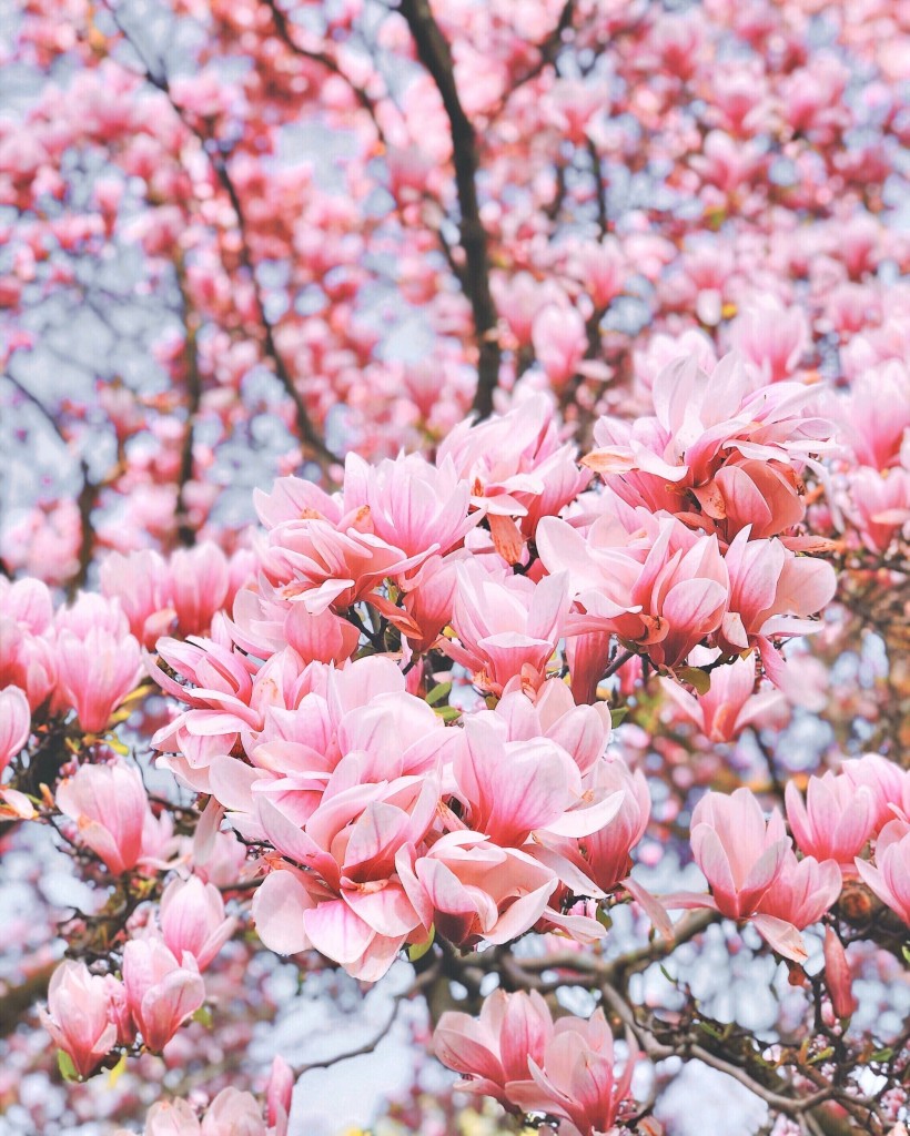 Rośliny, Urocza magnolia - Magnolia